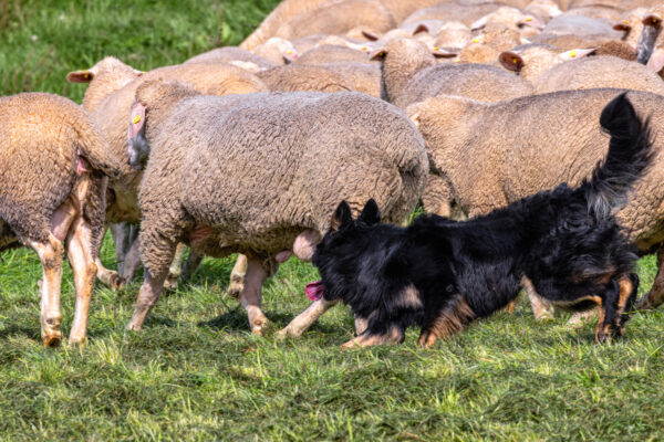Landesleistungsh&uuml;ten des Schafzuchtverband Rheinland-Pfalz und der Arbeitsgemeinschaft zur Zucht Altdeutscher H&uuml;tehunde Rheinland-Pfalz am 03.09.2023 in Ulmen-Horperath (Arbeit mit Mitteldeutschen Gelbbacken)