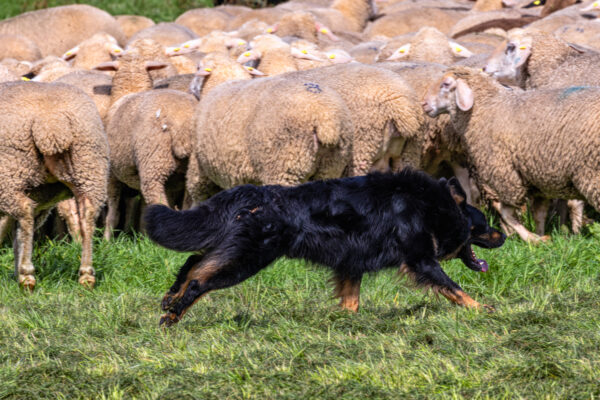 Landesleistungsh&uuml;ten des Schafzuchtverband Rheinland-Pfalz und der Arbeitsgemeinschaft zur Zucht Altdeutscher H&uuml;tehunde Rheinland-Pfalz am 03.09.2023 in Ulmen-Horperath (Arbeit mit Mitteldeutschen Gelbbacken)