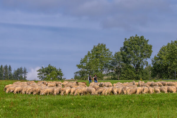 Landesleistungsh&uuml;ten des Schafzuchtverband Rheinland-Pfalz und der Arbeitsgemeinschaft zur Zucht Altdeutscher H&uuml;tehunde Rheinland-Pfalz am 03.09.2023 in Ulmen-Horperath