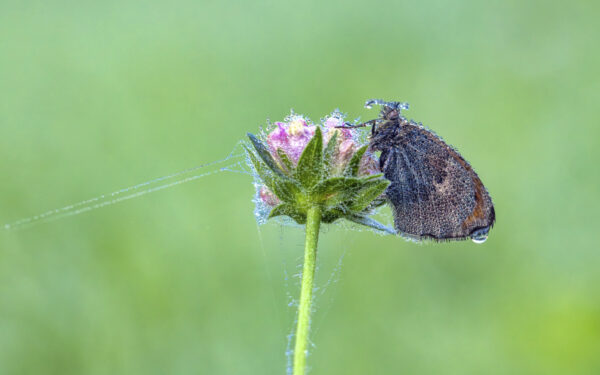 Kleines Wiesenv&ouml;gelchen