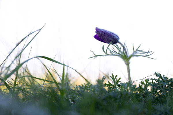Bl&uuml;hende K&uuml;chenschelle im Fr&uuml;hherbst