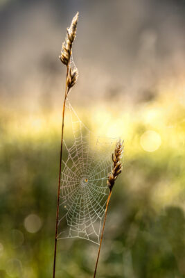 Herbstzeit ist Spinnenzeit