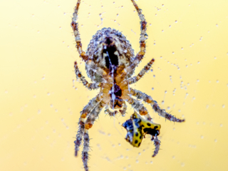 Kreuzspinne mit Resten eines asiatischen Marienk&auml;fers