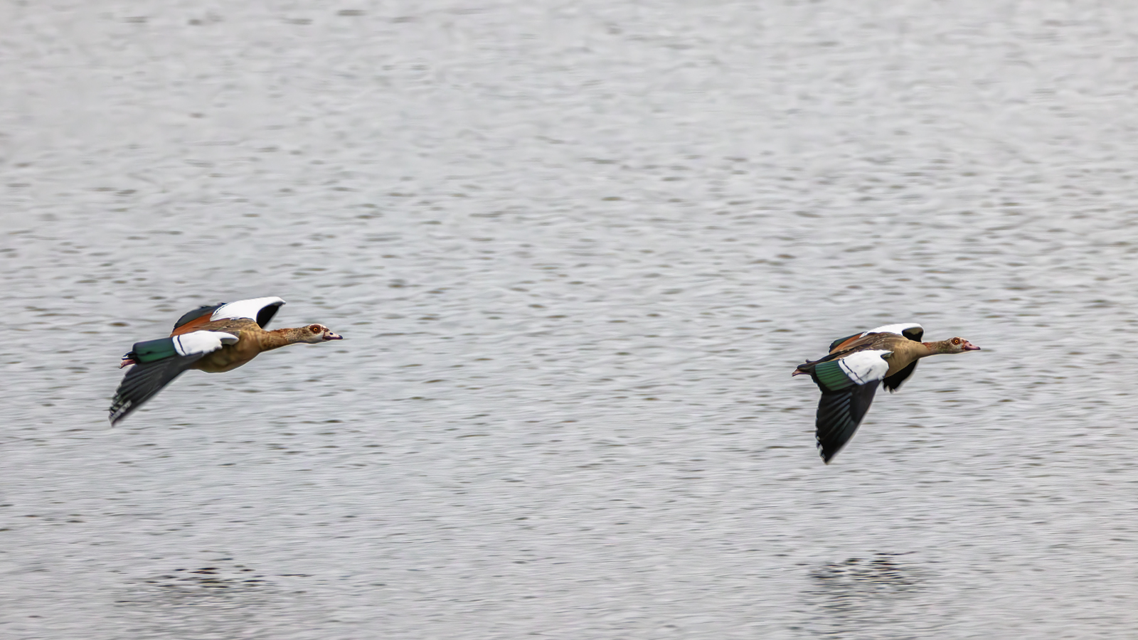 Nilgänse