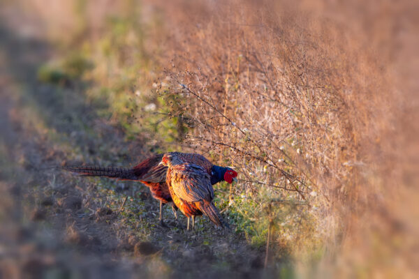 M&auml;nnliche Jagdfasane (Jungtier und Alttier)