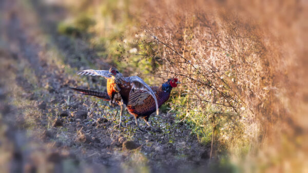 M&auml;nnliche Jagdfasane (Jungtier und Alttier)
