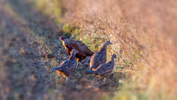 Jagdfasanhenne (Mitte) mit 3 Jungtieren (2 weiblich, 1 m&auml;nnlich)