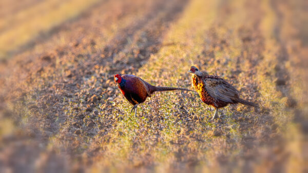 Jagdfasane - m&auml;nnlich (links Alttier / rechts Jungtier)