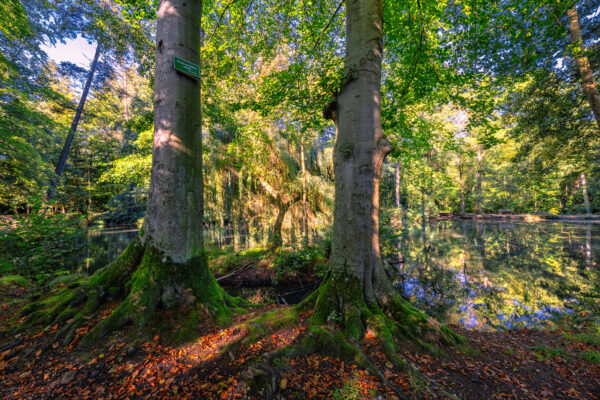 Forstweiher (Rheinbach)