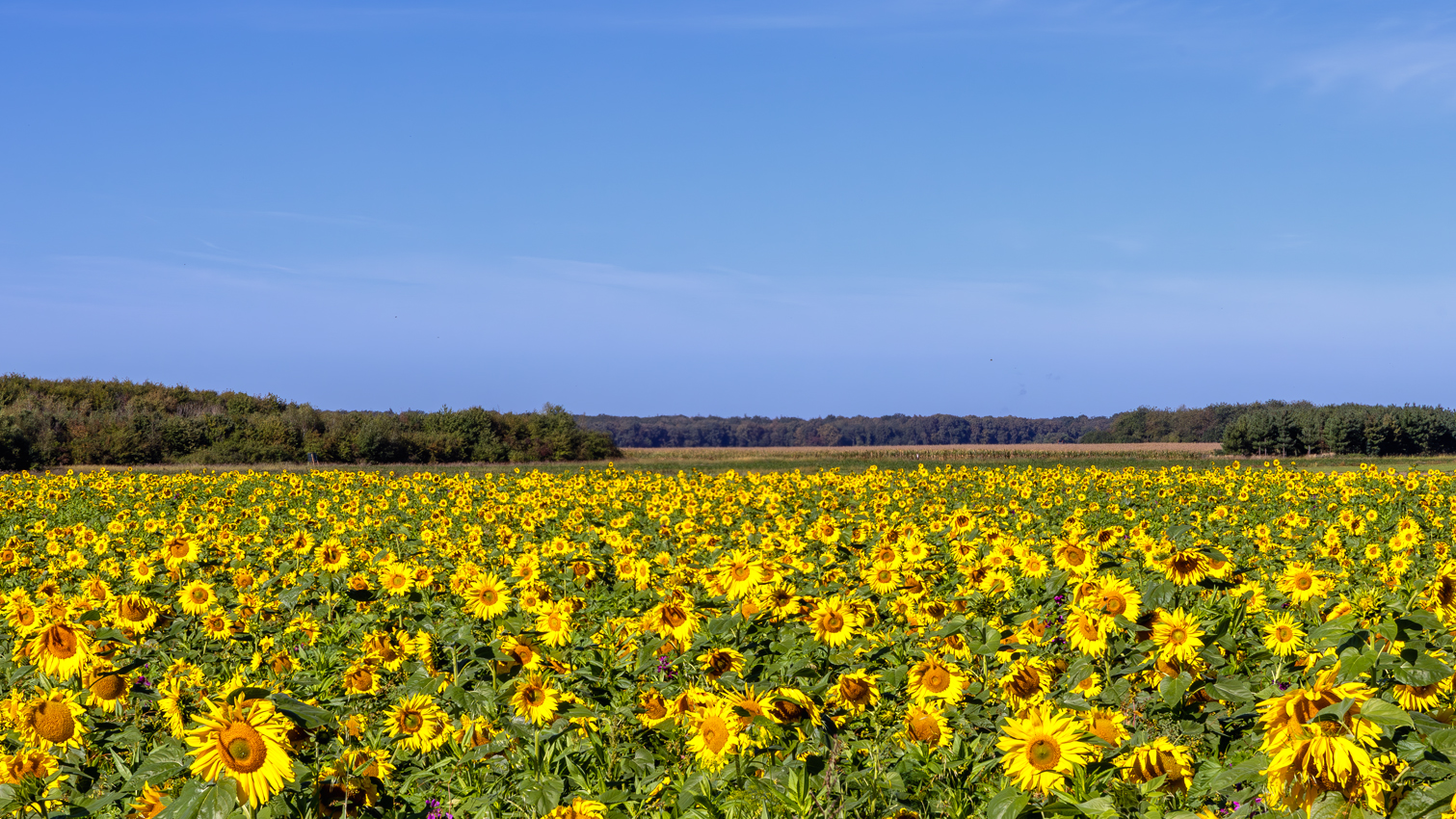 Sonnenblumenfeld auf der Ville