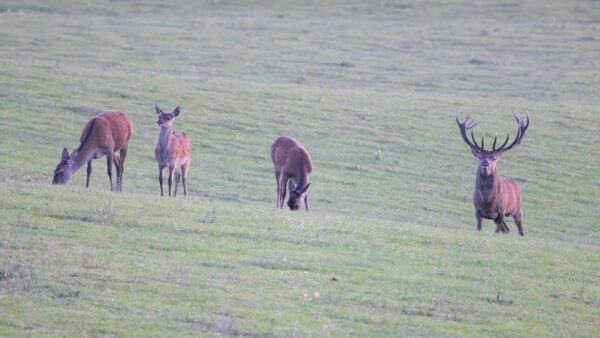 Rotwild in der Nordeifel