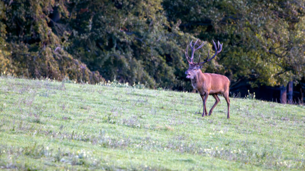 Rothirsch in der Nordeifel