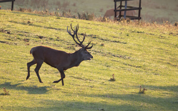 Rothirsch in der Nordeifel