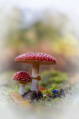 Fliegenpilze in der Wahner Heide