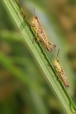 Gemeine Grash&uuml;pfer (oben weiblich / unten m&auml;nnlich)