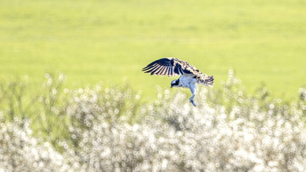 Fischadler mit Beute