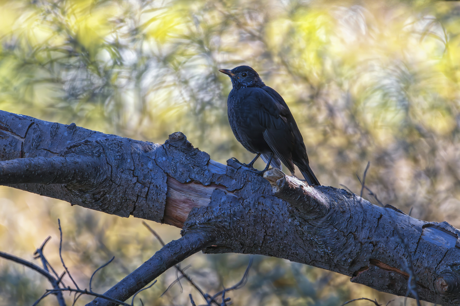 Junge Amsel - männlich