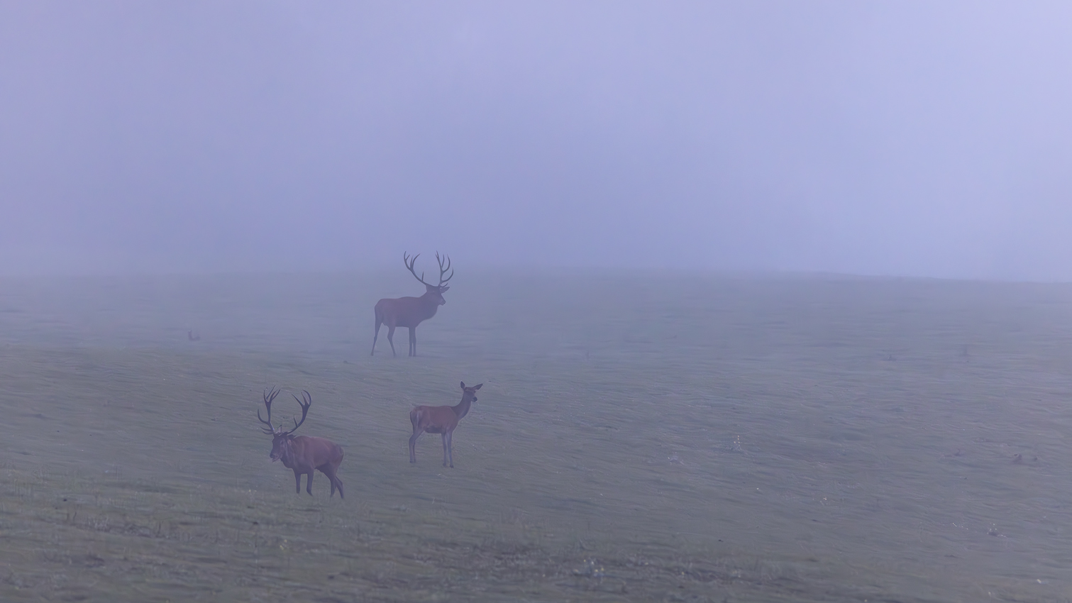 Rotwild an einem Nebelmorgen in der Nordeifel