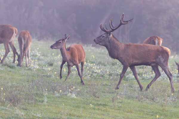 Rotwildbrunft in der Nordeifel