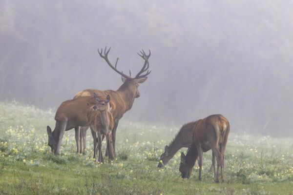 Rotwild in der Nordeifel