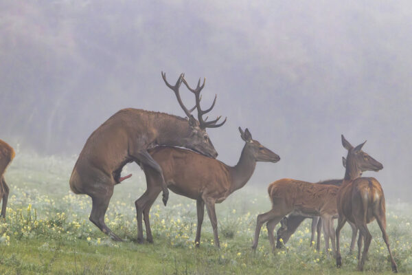 Rotwildbrunft in der Nordeifel