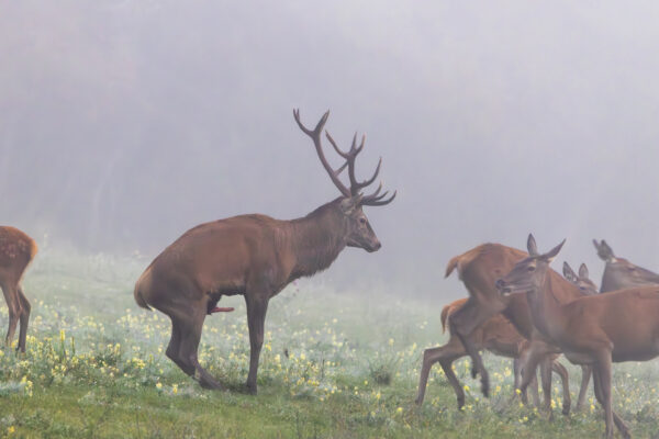 Rotwildbrunft in der Nordeifel