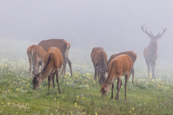 Rotwild an einem Nebelmorgen in der Nordeifel