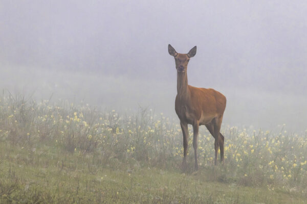 Rothirschkuh an einem Nebelmorgen in der Nordeifel