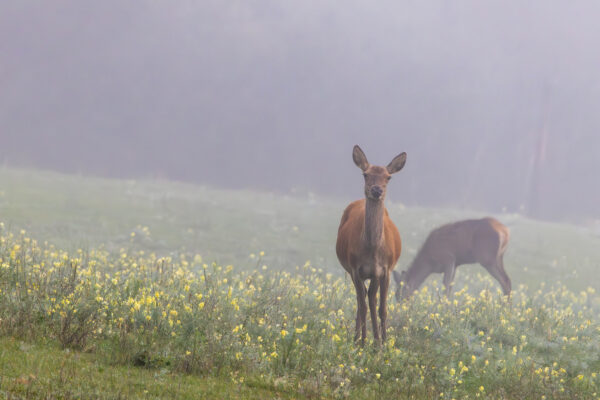 Rothirschkuh mit Kalb an einem Nebelmorgen in der Nordeifel