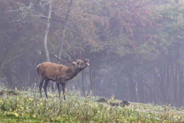 Rothirsch an einem Nebelmorgen in der Nordeifel