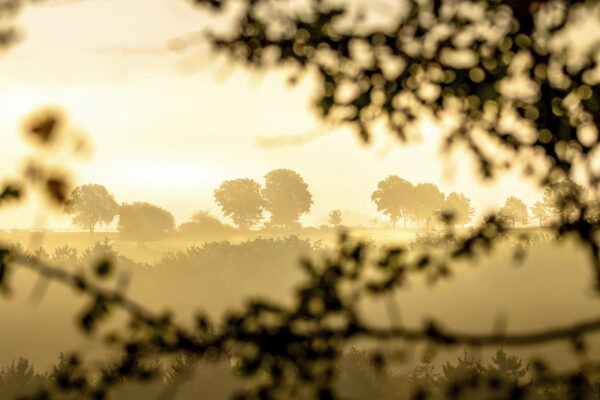 Sonnenaufgang an einem Nebelmorgen &uuml;ber der Nordeifel