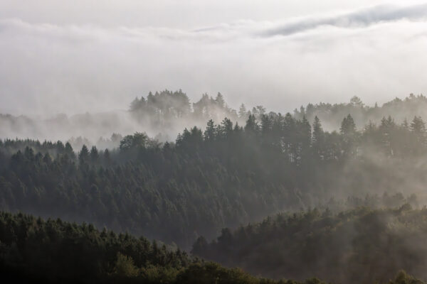 Nebelmorgen in der Nordeifel
