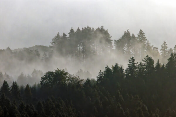 Nebelmorgen in der Nordeifel