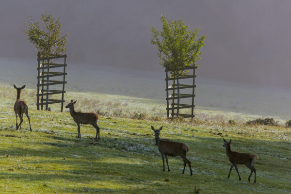 2 Rothirschk&uuml;he mit K&auml;lbern in der Nordeifel