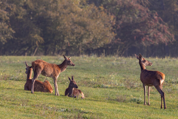 2 Rothirschk&uuml;he mit K&auml;lbern in der Nordeifel