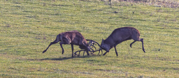 Rotwildbrunft in der Nordeifel