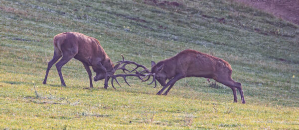 Rotwildbrunft in der Nordeifel
