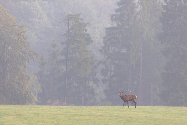 Rotwildbrunft in der Nordeifel