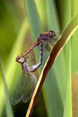 Paarungsrad der Gro&szlig;en Heidelibelle