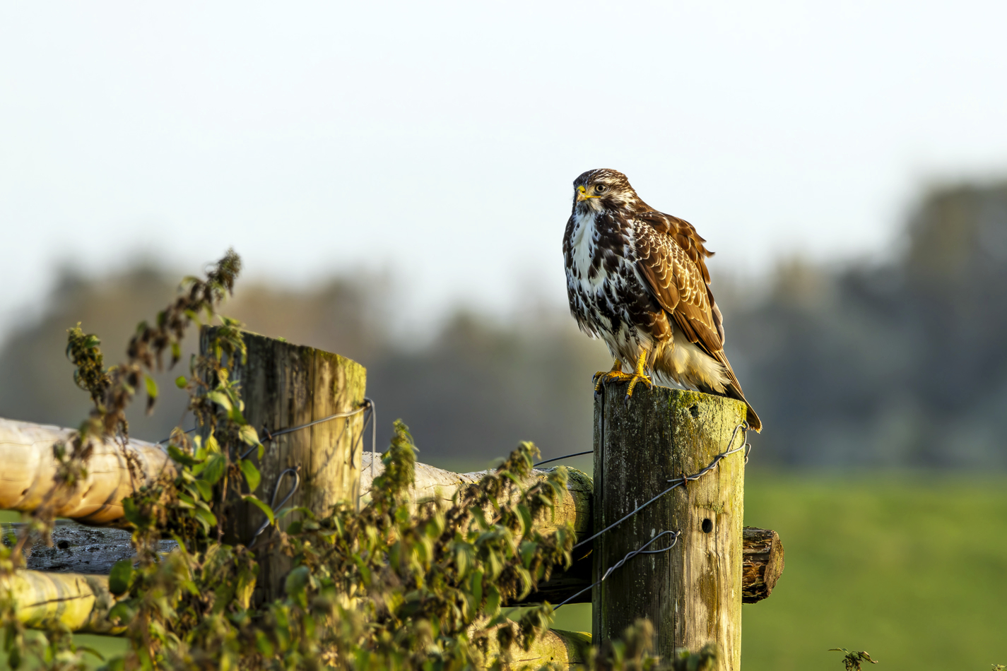 Mäusebussard