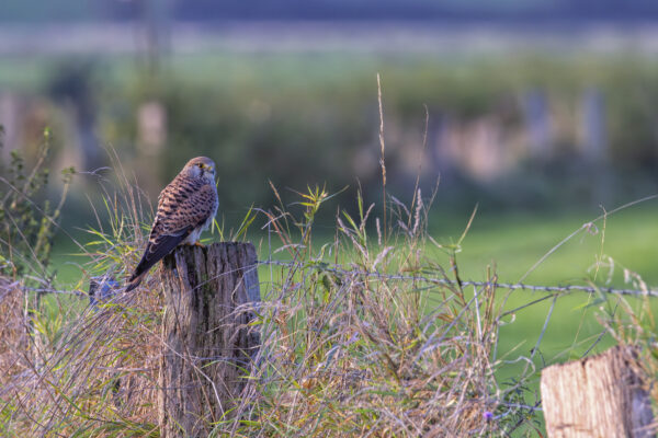 Turmfalke - weiblich