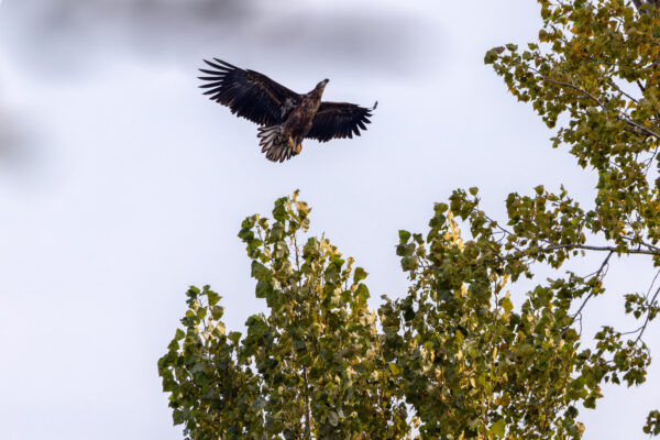 Europ&auml;ischer Seeadler - Jungtier (Dokuaufnahme)