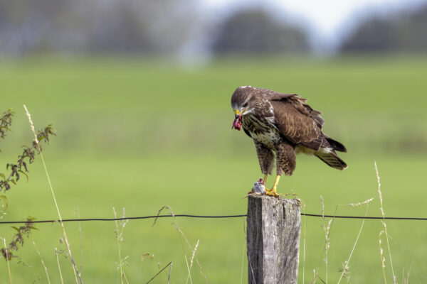 M&auml;usebussard bei der Mahlzeit