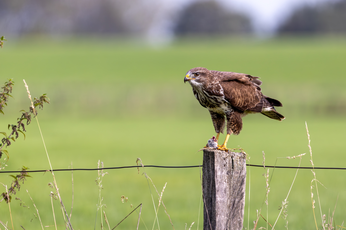 Mäusebussard bei der Mahlzeit