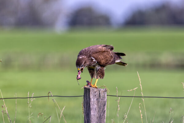 M&auml;usebussard bei der Mahlzeit