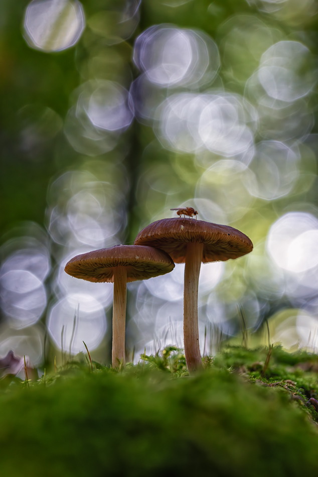 Fliegenpilz mal anders. Fliege auf unbestimmten Pilz.