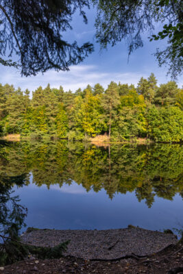 Der Silbersee im Altwald der Ville, der seit 1978 als Naturwald wachsen darf.