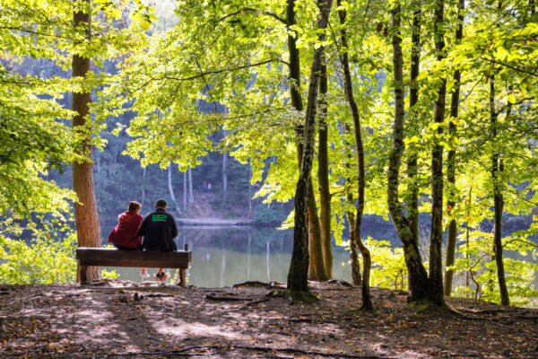 Am Silbersee im Altwald der Ville, der seit 1978 als Naturwald wachsen darf.