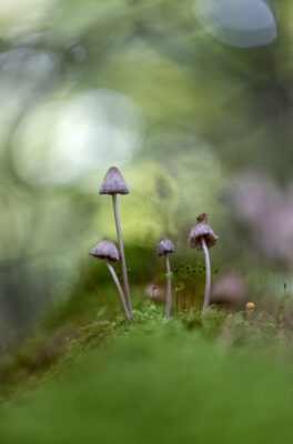 Helmlinge (nicht n&auml;her bestimmt) mit Besucher