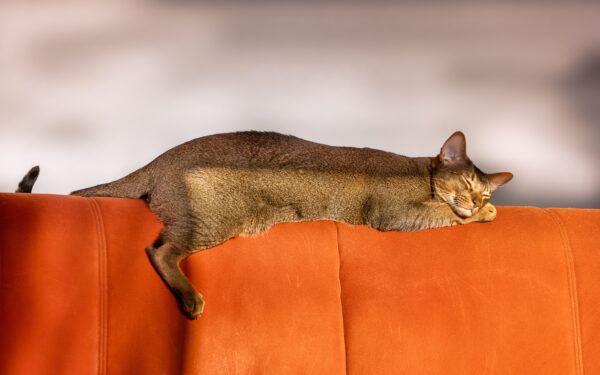 Unser Poldi genie&szlig;t die noch w&auml;rmende Oktobersonne